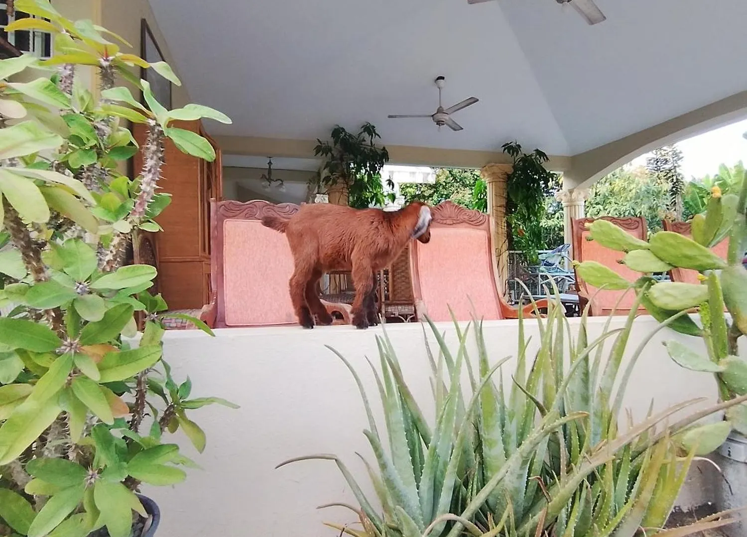 Paraiso Hortensia Ecolodge Santiago De Los Caballeros Bed & Breakfast